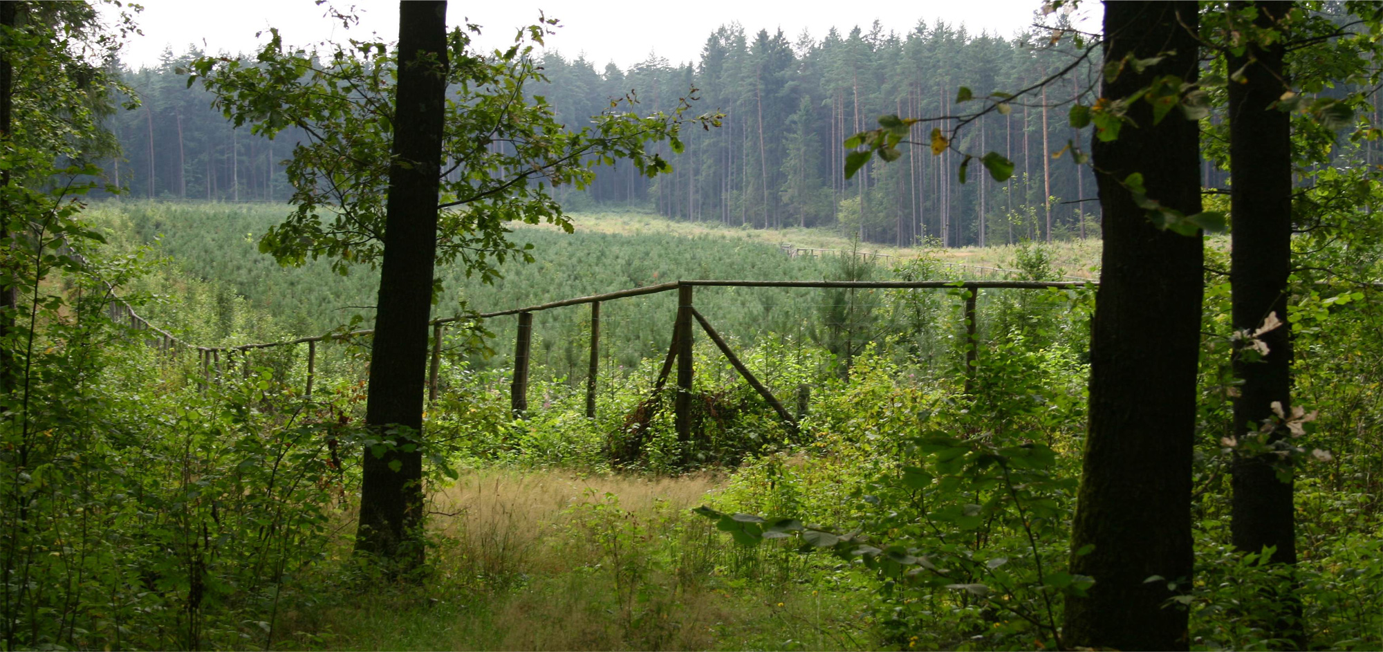 Nadleśnictwo Knyszyn w Mońkach